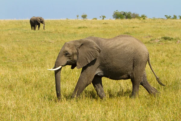 Een eenzame olifant lopen op de masai mara reserve park, Kenia — Stockfoto