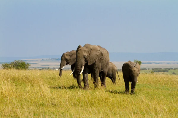 En grupp av elefanter på masai mara reserve park, kenya — Stockfoto