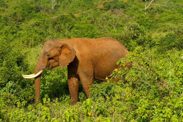 Słoń leśny w aberdares, Kenia — Zdjęcie stockowe