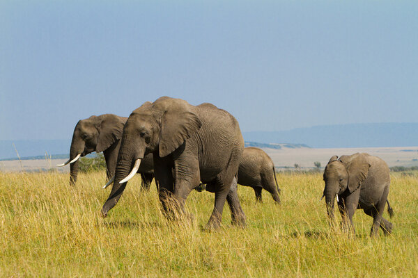 A group of elephants at Masai Mara Reserve Park, Kenya