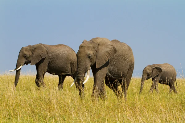 En grupp av elefanter på masai mara reserve park, kenya — Stockfoto