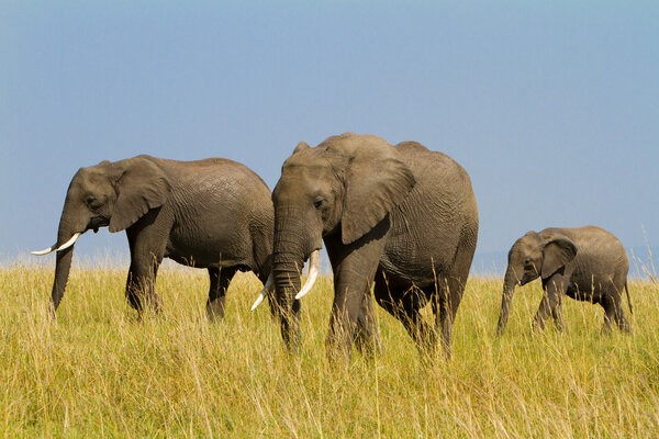 A group of elephants at Masai Mara Reserve Park, Kenya