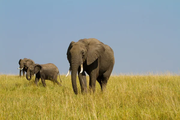 Un grupo de elefantes en Masai Mara Reserve Park, Kenia —  Fotos de Stock