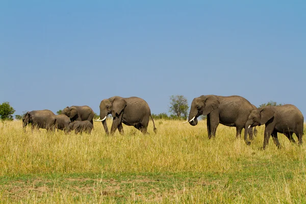 Eine Gruppe Elefanten mit ihren Babys im Masai-Mara-Reservat par — Stockfoto