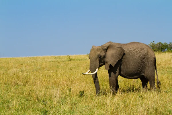 A lonely elephant walking on Masai Mara Reserve Park, Kenya — Stock Photo, Image