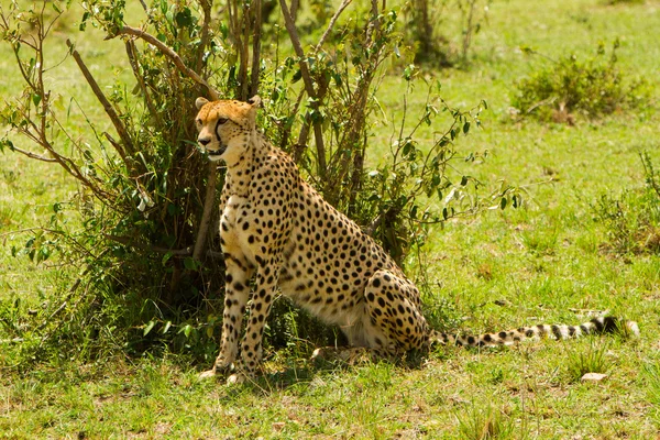 A sit-up straight cheetah at Masai Mara, Kenya Stock Image