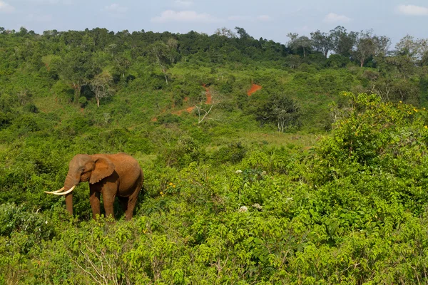 En skog elefant på aberdares, kenya Royaltyfria Stockbilder