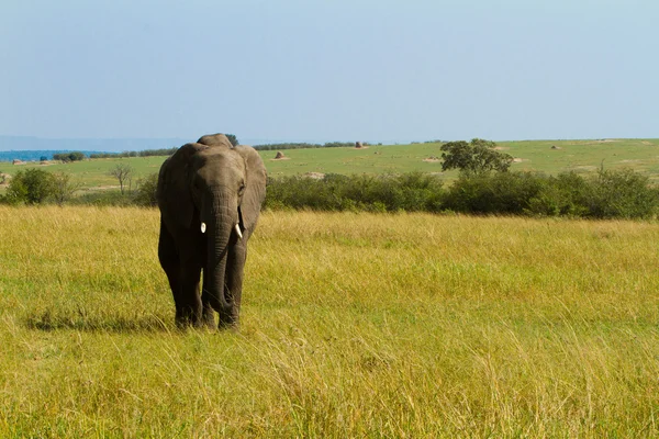 Группа слонов в заповеднике Масаи Мара, Кения Стоковая Картинка