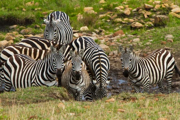 En grupp av zebror dricksvatten nära floden i masai mara, kenya Stockbild