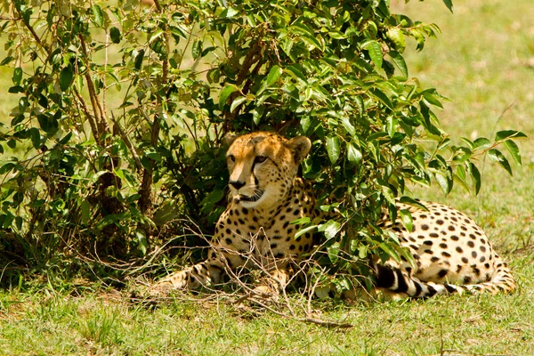 Een cheetah in masai mara, Kenia — Stockfoto