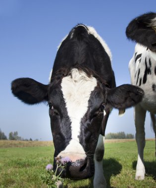 Dutch cow in detail with blue sky clipart