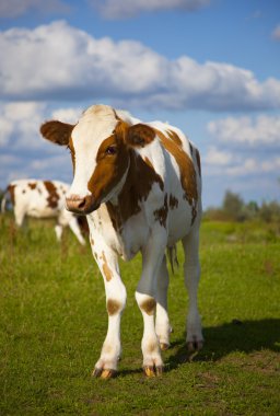 Cow with blue sky clipart