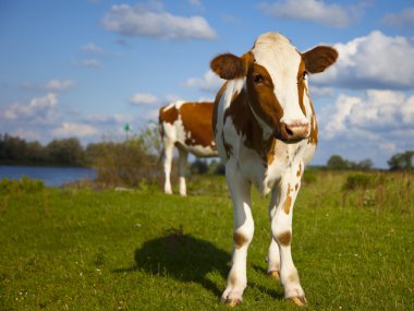 Dutch cow with blue sky clipart