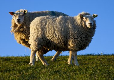 Sheep clipart