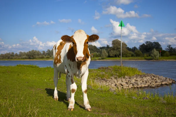 Голландська корова з блакитним небом — стокове фото