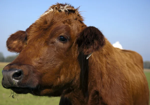 Holandský kráva — Stock fotografie