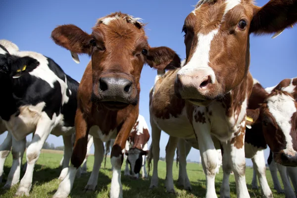 Holenderskie krowy — Zdjęcie stockowe
