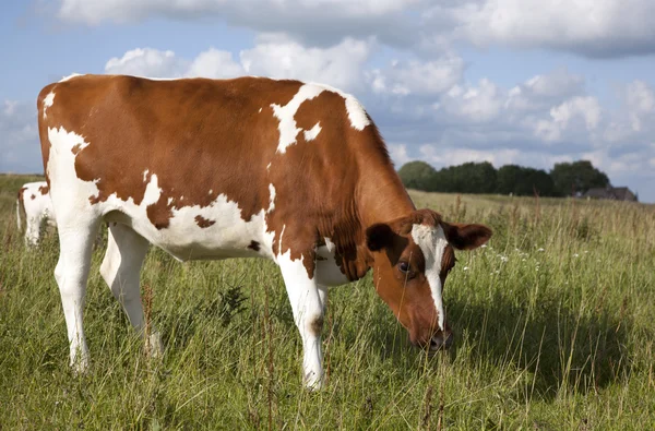 Vacca olandese — Foto Stock