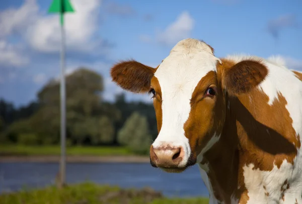 Vaca holandesa — Fotografia de Stock