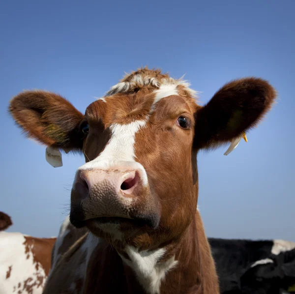 Голландські корови — стокове фото