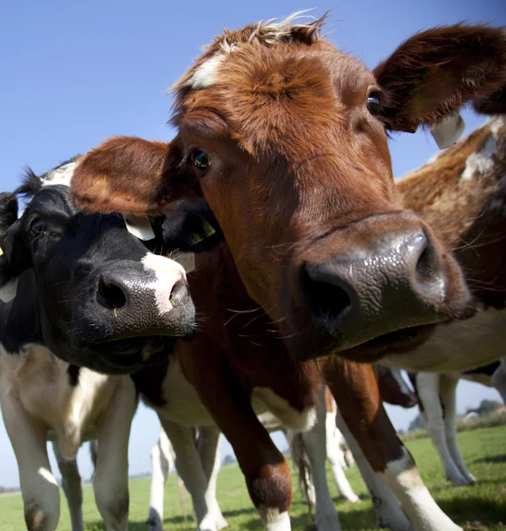 青い空のオランダ牛 — ストック写真