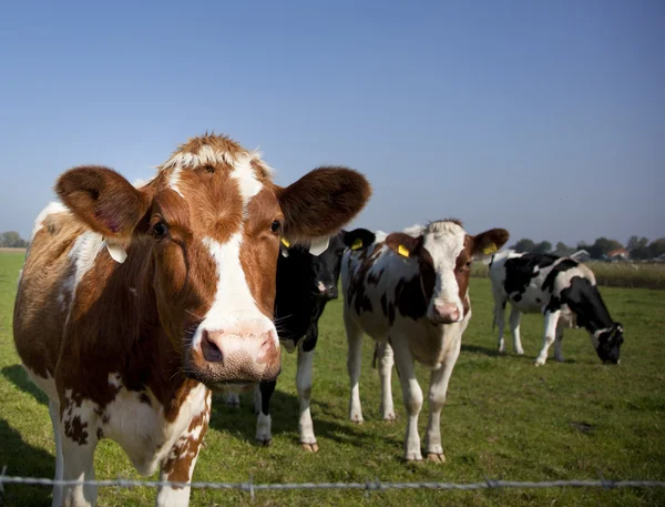 Mucca olandese con cielo blu — Foto Stock