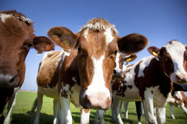 Holenderska krowa z błękitnym niebem — Zdjęcie stockowe