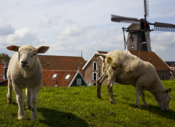 Πρόβατα — Φωτογραφία Αρχείου