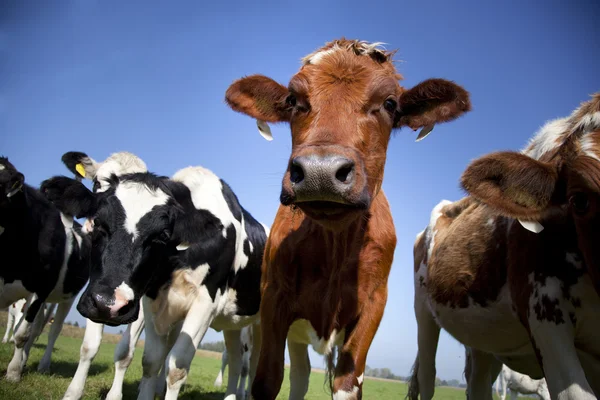 Vaca holandesa Fotos De Bancos De Imagens