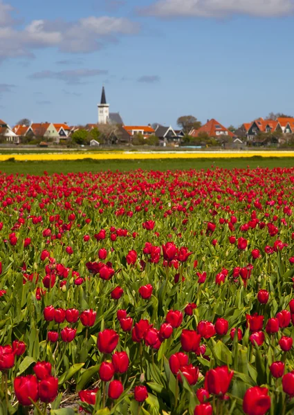 Tulpen lizenzfreie Stockbilder