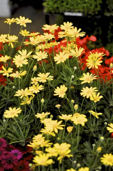 Kleurrijke daisy plant — Stockfoto