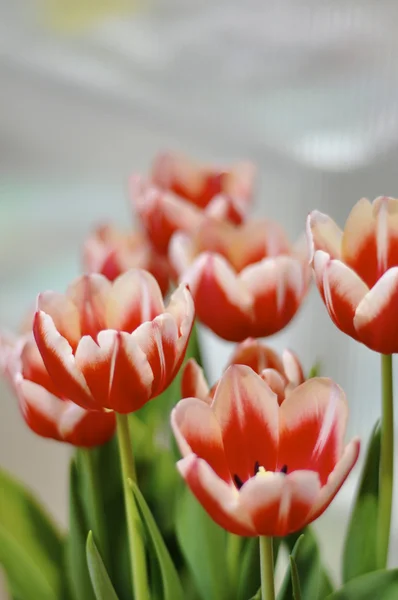 Оранжевый и красный тюльпаны — стоковое фото