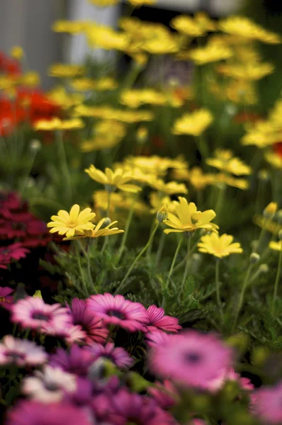 Colorful daisy plant — Stock Photo, Image