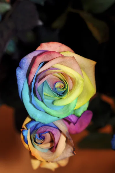 Mulit kolor rose — Zdjęcie stockowe