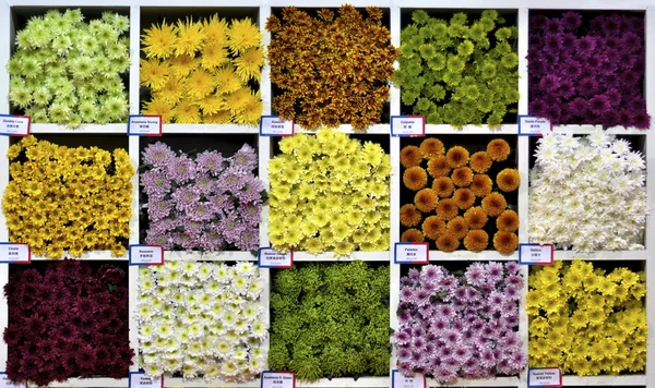 Mulit colour daisy — Stock Photo, Image