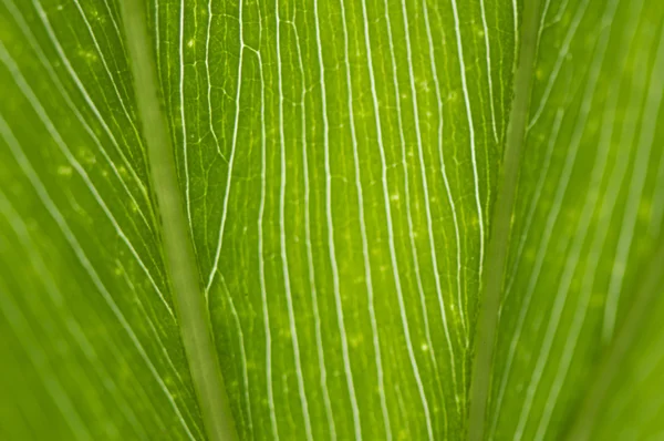 stock image Leaf vein