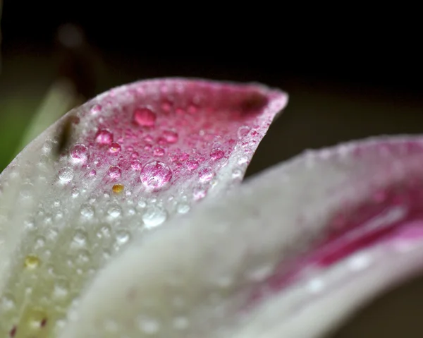 Rosa und weiße Lilie in marco — Stockfoto