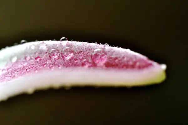 마르코에 분홍색과 흰색 백합 — 스톡 사진