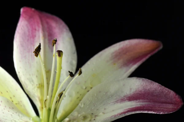 Pink and white lily in marco — Stock Photo, Image