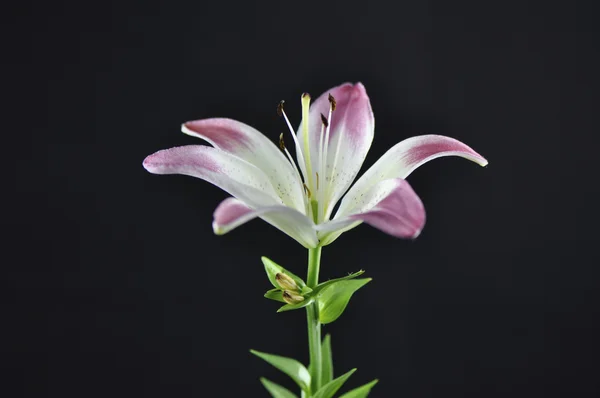 Розовая и белая лилия в Марко — стоковое фото