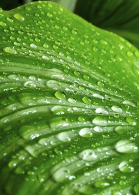 Morning drops on green leaves clipart