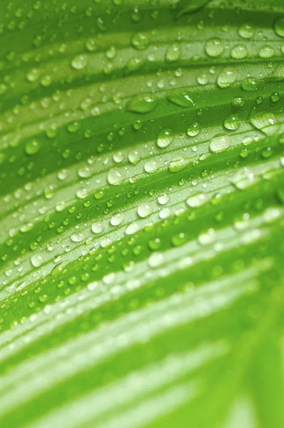 stock image Morning drops on green leaves
