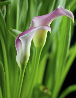 Isolated calla lily clipart