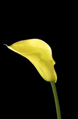 calla lily izole