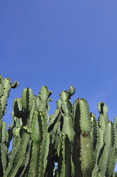 Cactus árbol — Foto de Stock