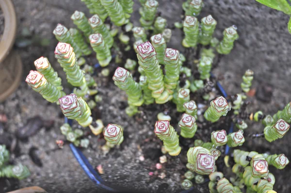 Cactus fait mini jardin — Photo