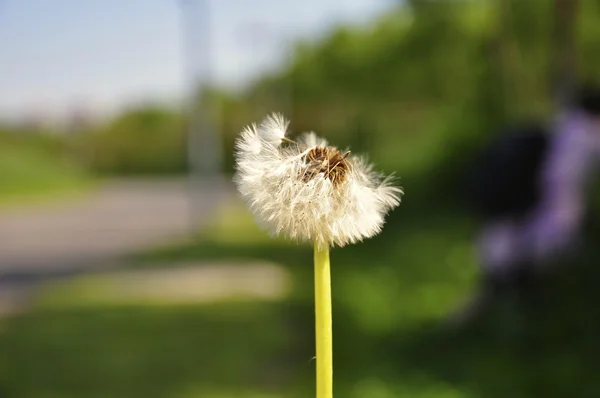 stock image Dandelion