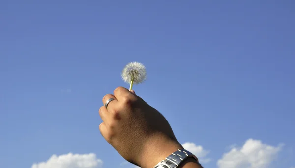 Stock image Dandelion