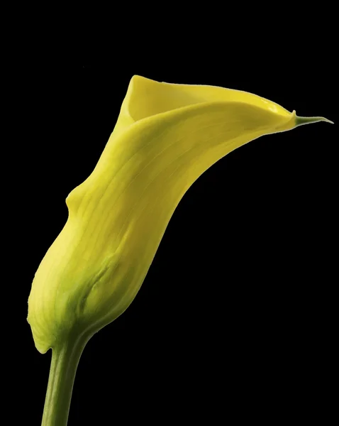 Isolerade calla lily — Stockfoto