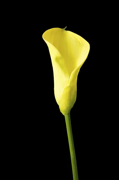 Isolerade calla lily — Stockfoto